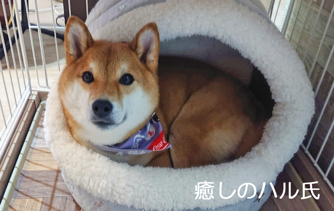 柴犬 癒しのハル氏 愛犬ハルは６才の柴犬 癒し 系女の子 時々 やんちゃ姫だったりいたずら娘に変身します のほほんと気ままに暮らす可愛いハルに癒されます