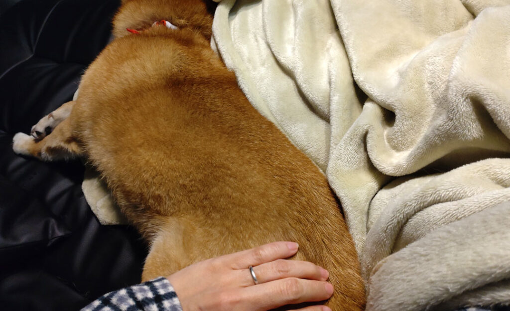 大きなお尻♡ | 柴犬 癒しのハル氏