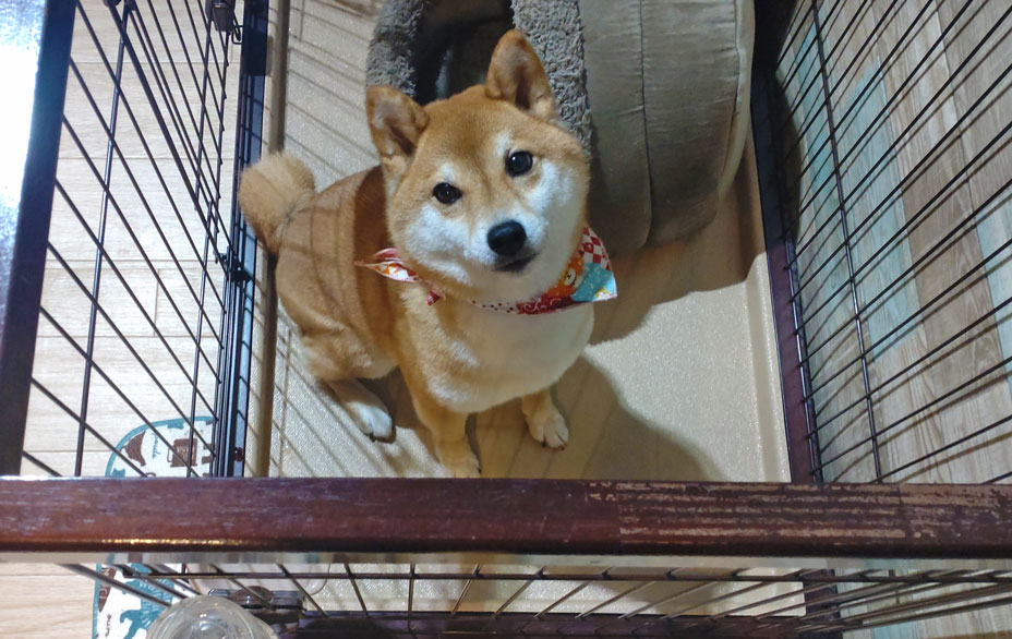 7才になったハル氏♡ | 柴犬 癒しのハル氏