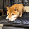 Thumbnail of related posts 117