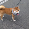 Thumbnail of related posts 086