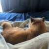 Thumbnail of related posts 140