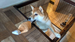 Thumbnail of post image 007