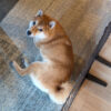 Thumbnail of related posts 074