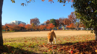 Thumbnail of post image 064