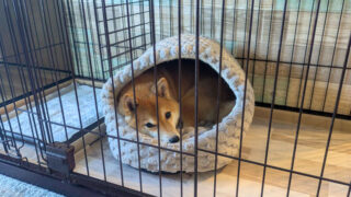 Thumbnail of post image 047