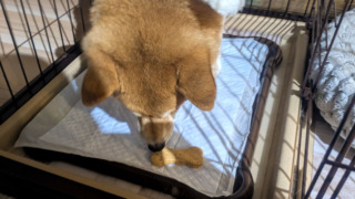 Thumbnail of post image 137