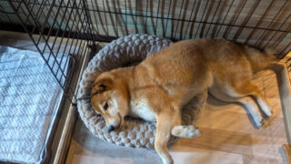 Thumbnail of post image 032