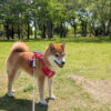 Thumbnail of related posts 094
