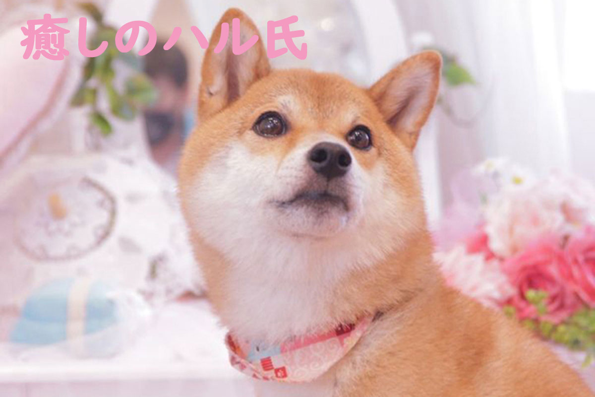 柴犬　癒しのハル氏